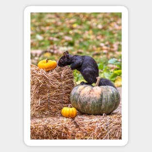 Squirrel examines a small orange pumpkin Sticker